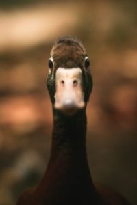 Duck